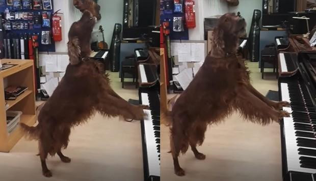 Perro  video viral - piano
