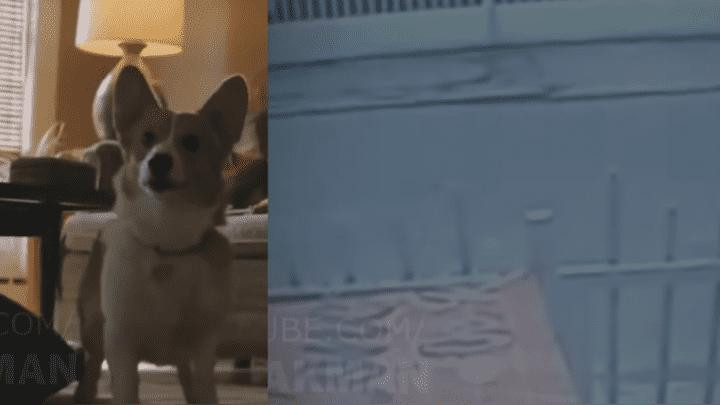 Video viral - perro 