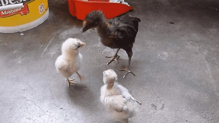 Video viral - gallina y pollitos