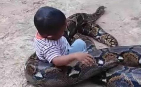 Video viral - nene jugando con serpiente