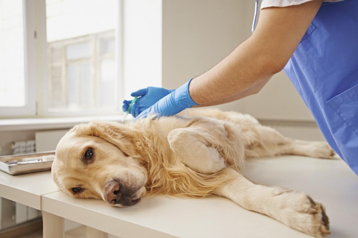 Un veterinario revela lo que siente un perro antes de sacrificarlo