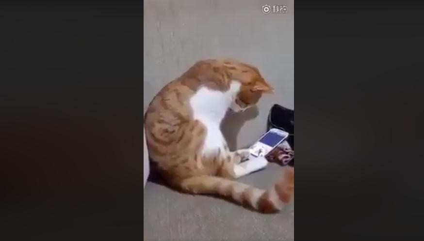 Video viral: gato que extraña a su dueña