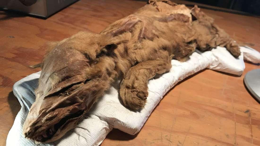 Hallaron cachorro de lobo momificado que perteneció a la Era de Hielo