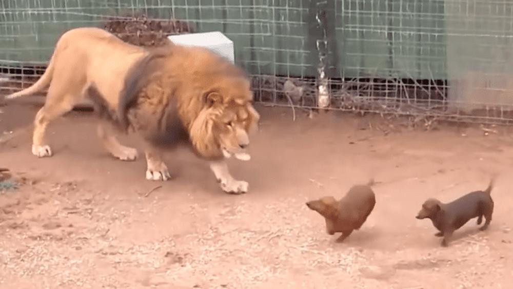 Video viral en Youtube, arrojan dos perritos a jaula de un león
