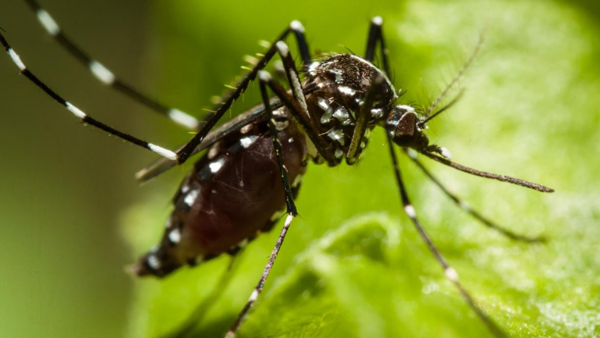 Google busca eliminar a los mosquitos en todo el mundo