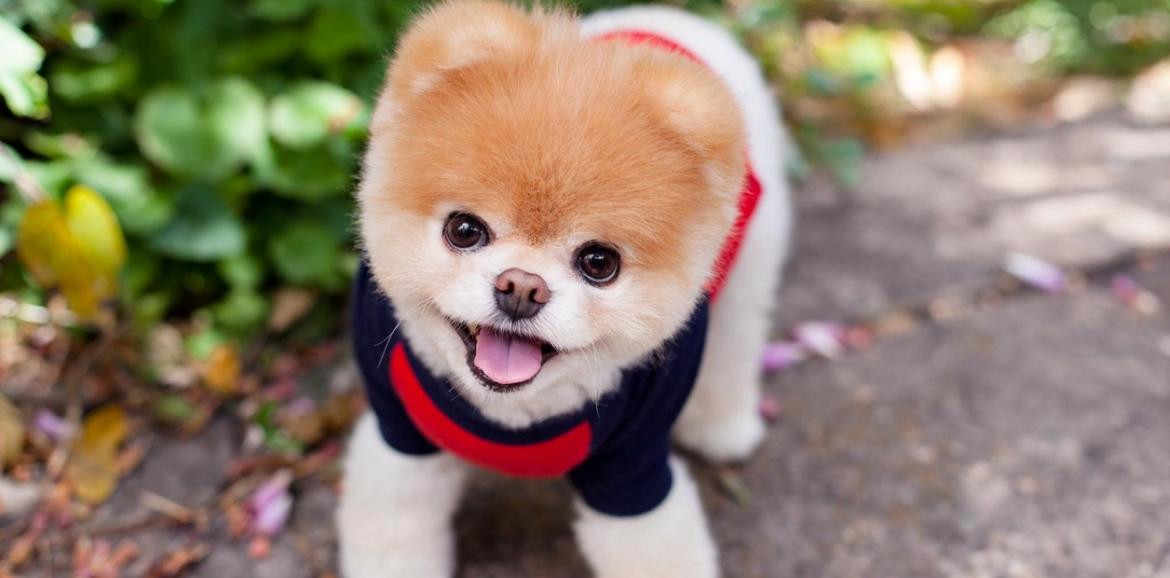 Boo, el perro más lindo del mundo