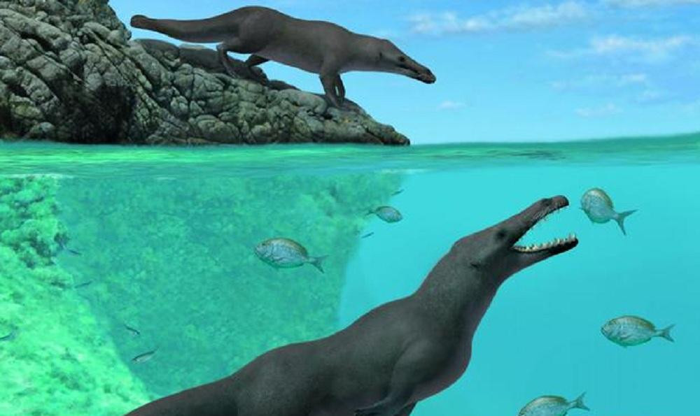 Perú: hallan ballena cuadrúpeda de 42.6 millones de años