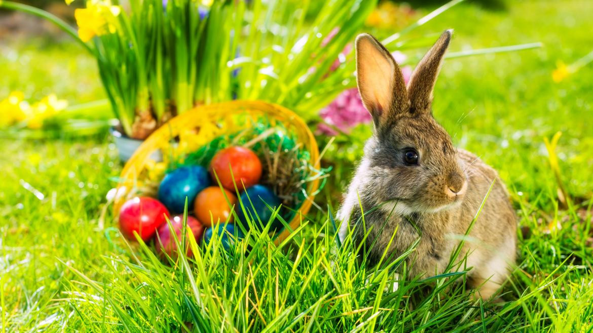 Pascuas, huevos, conejos, Semana Santa
