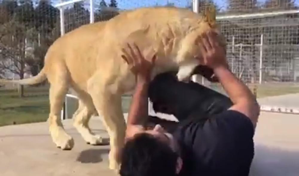 Viral en Instagram: entra a jaula con leona que enfurece al verlo
