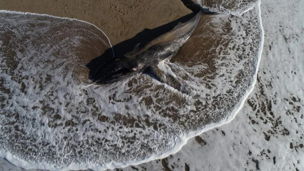 Ballena muerta en Mar del Plata, Foto: Pablo Funes -LA CAPITAL