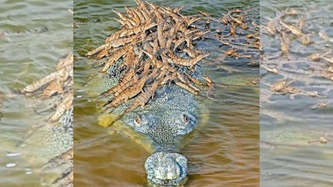 Un cocodrilo en peligro de extinción llevando 100 crías en la espalda