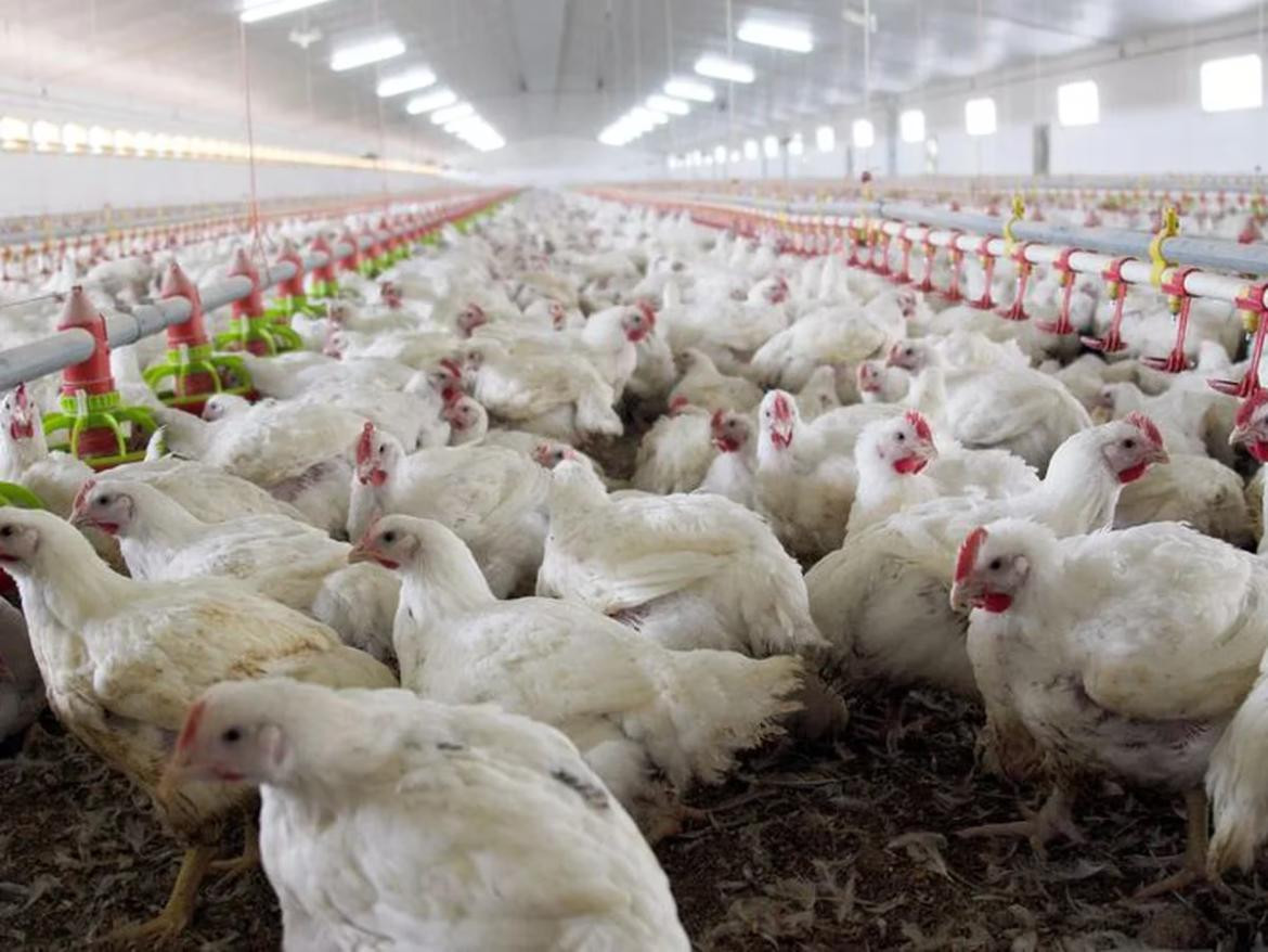 Gripe aviar. Foto: REUTERS