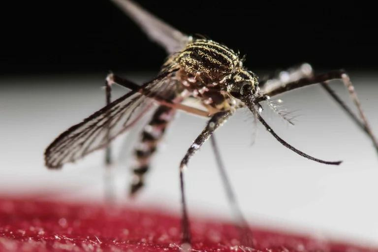 Dengue. Foto: Reuters
