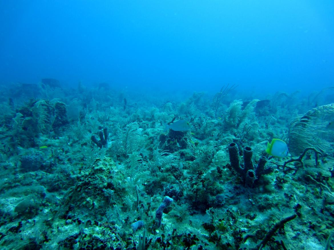 Arrecife de mar. Foto: Unsplash