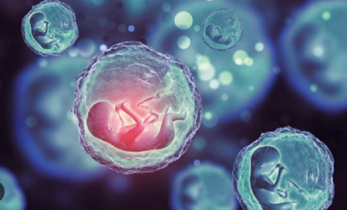 Científicos crearon los primeros modelos de embriones sintéticos humanos. Foto: NA.