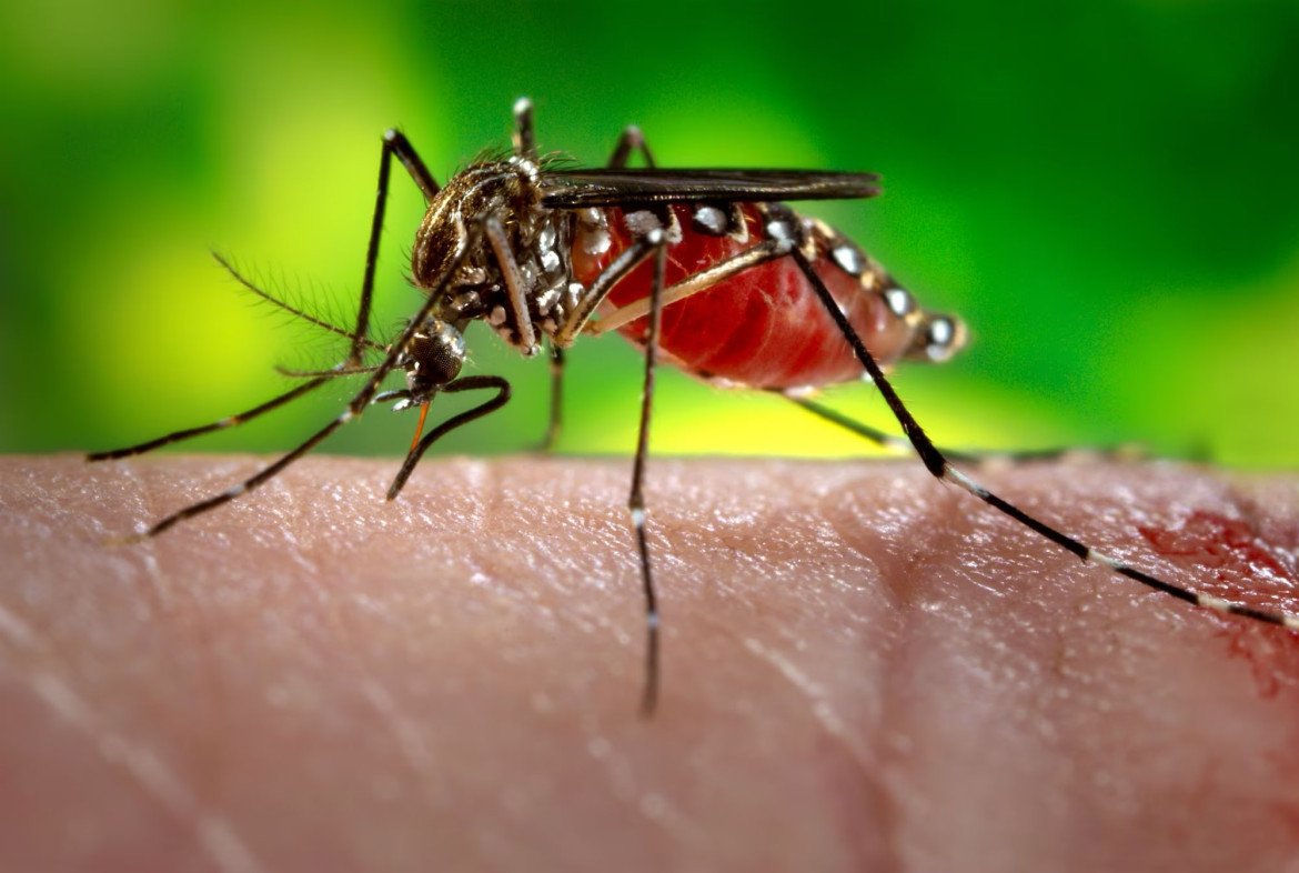 Mosquito trasmisor de la malaria. Foto: Twitter