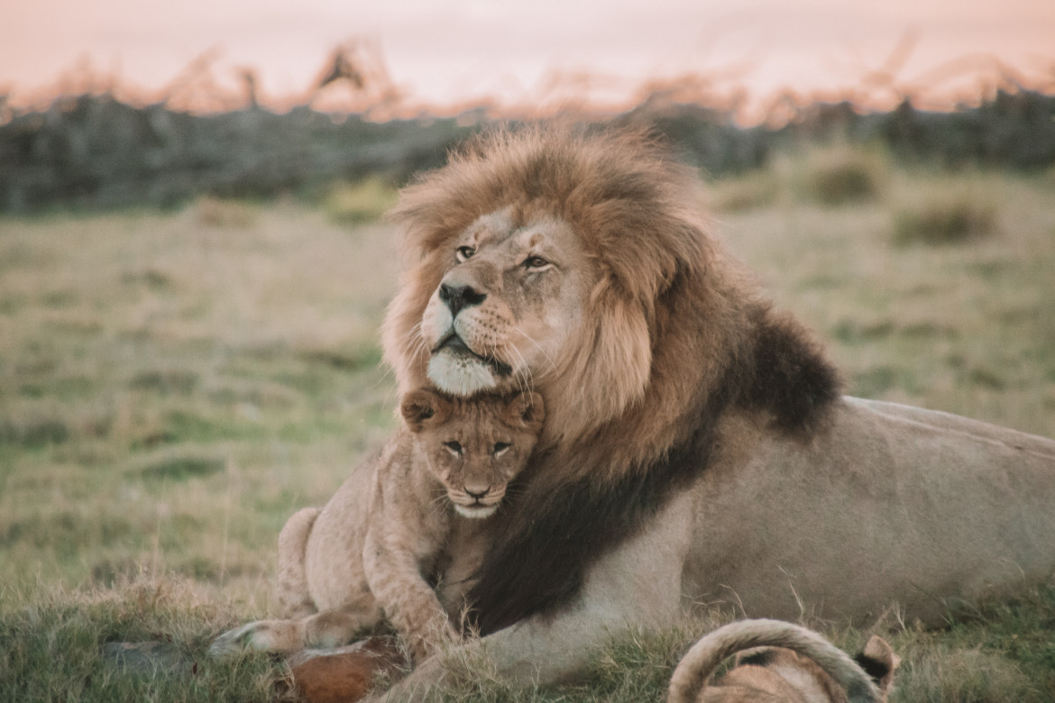 Los leones africanos al borde de la extinción. Foto: Unsplash