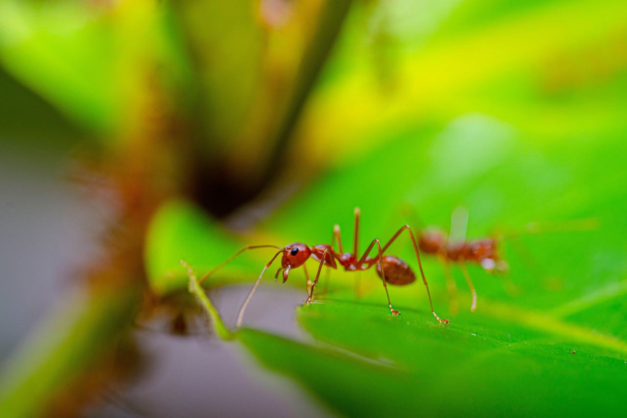 Hormigas coloradas. Foto: Unsplash