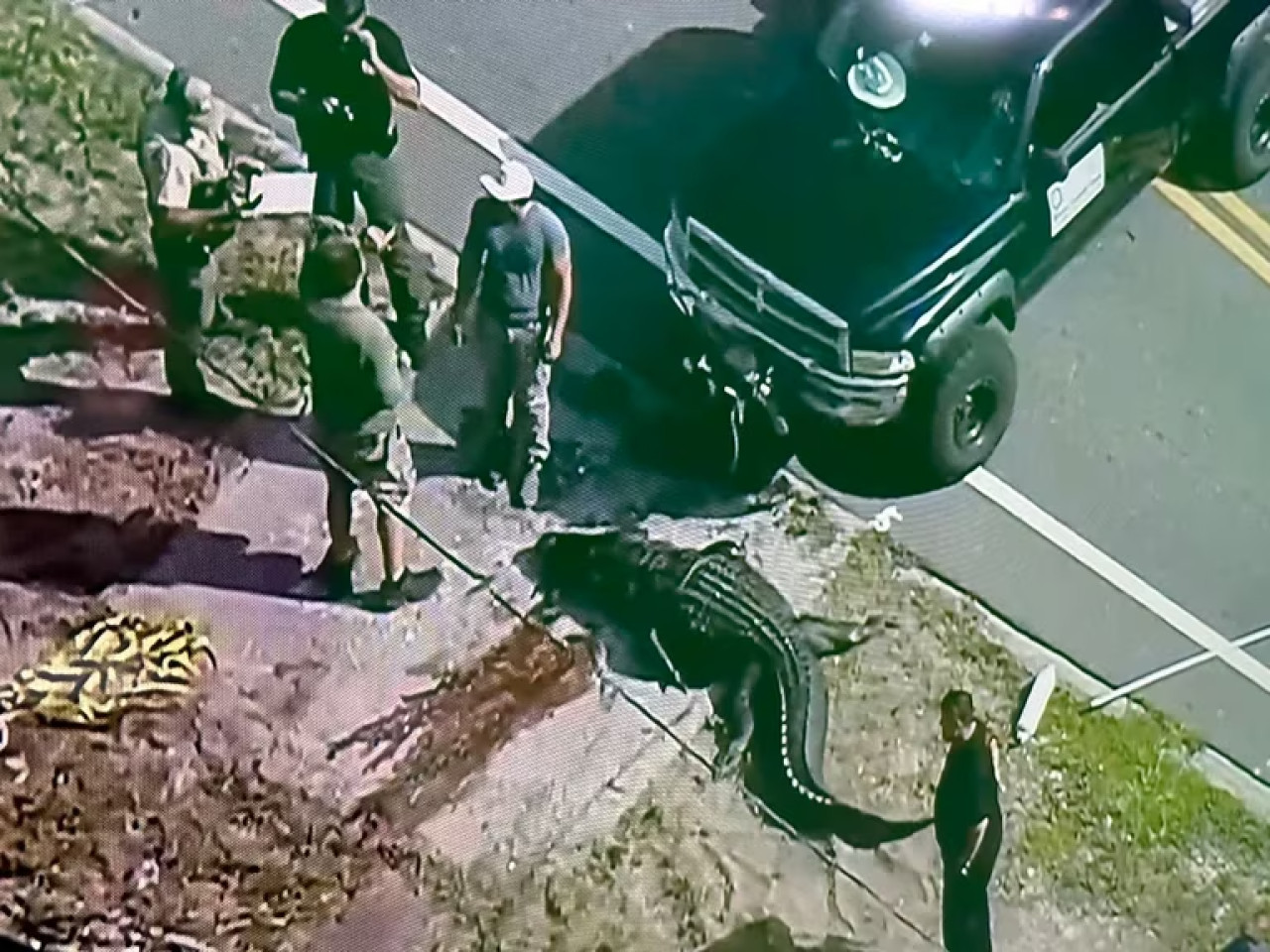 La policía junto al caimán gigante tras el hallazgo. Foto: captura video