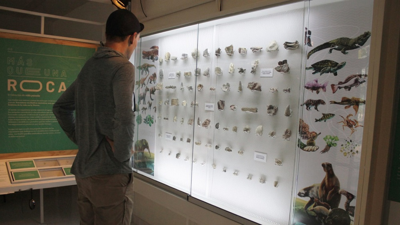 Los restos encontrados corresponden al marsupial carnívoro "dientes de sable". Foto: Museo de Historia Natural La Tatacoa.