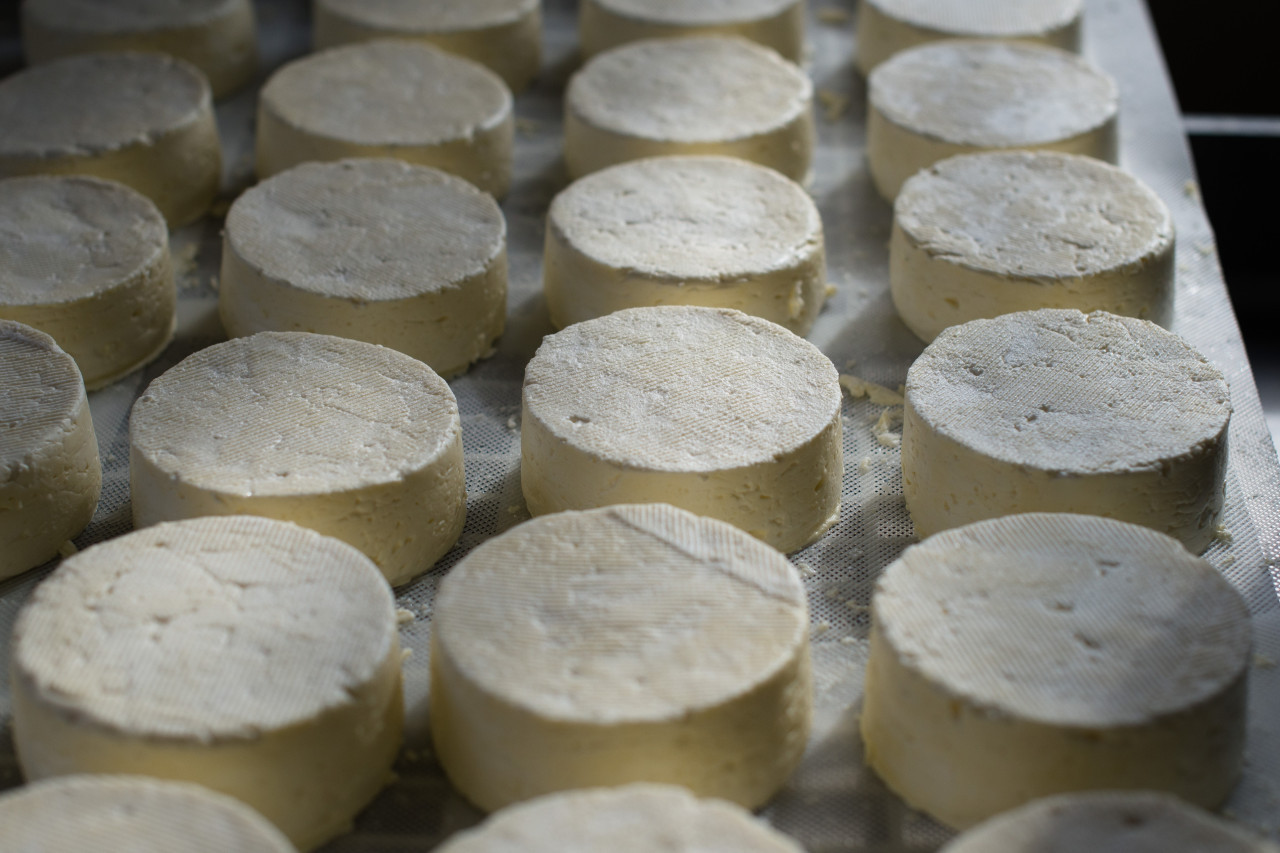 El queso Afuega’l Pitu es originario de las Asturias. Unsplash.