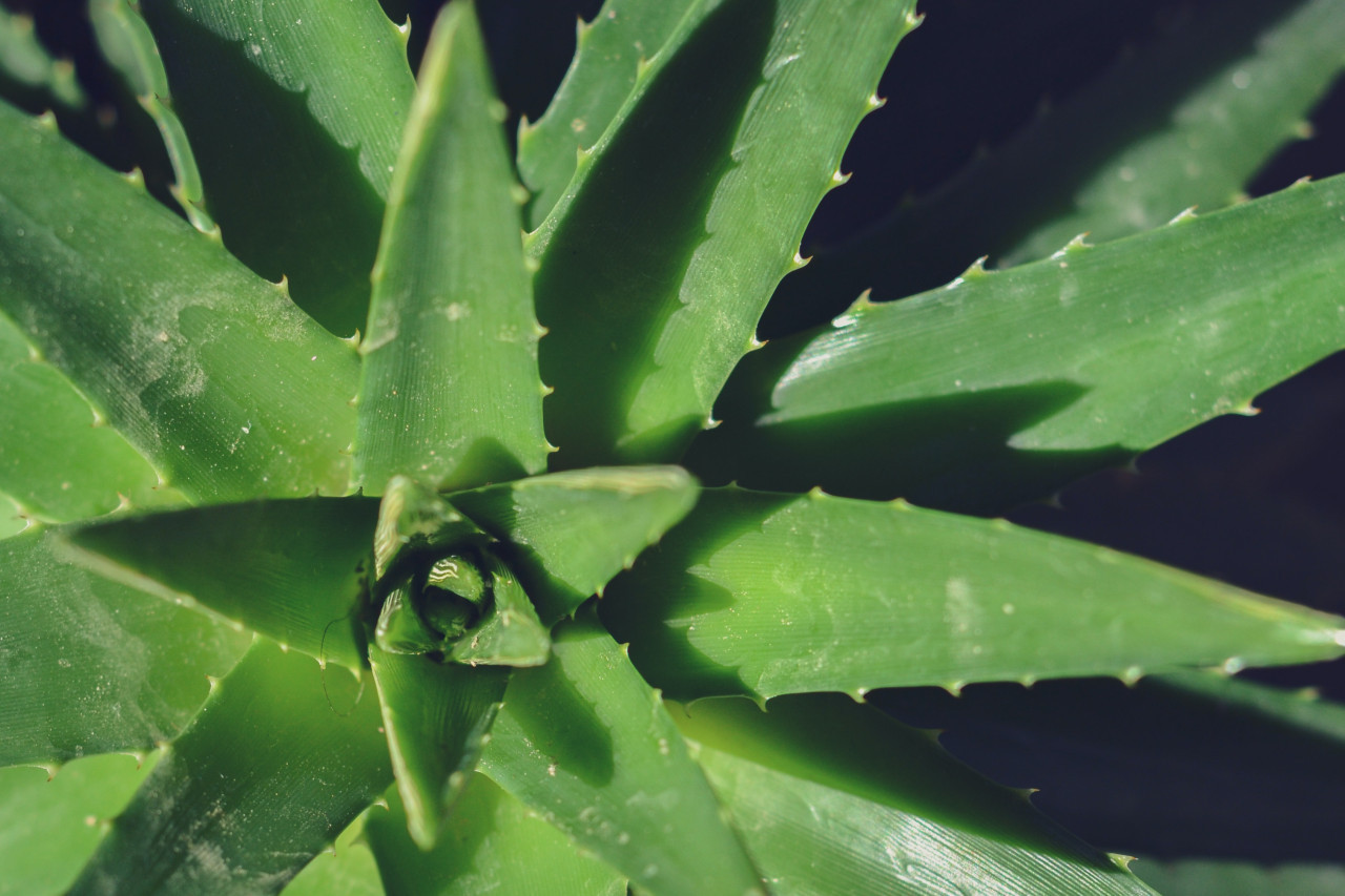Aloe vera. Foto: Unsplash.