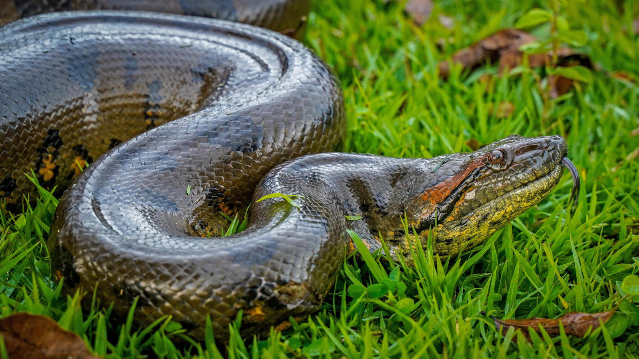 Rescataron una anaconda de cuatro metros en Colombia. Foto: EFE.