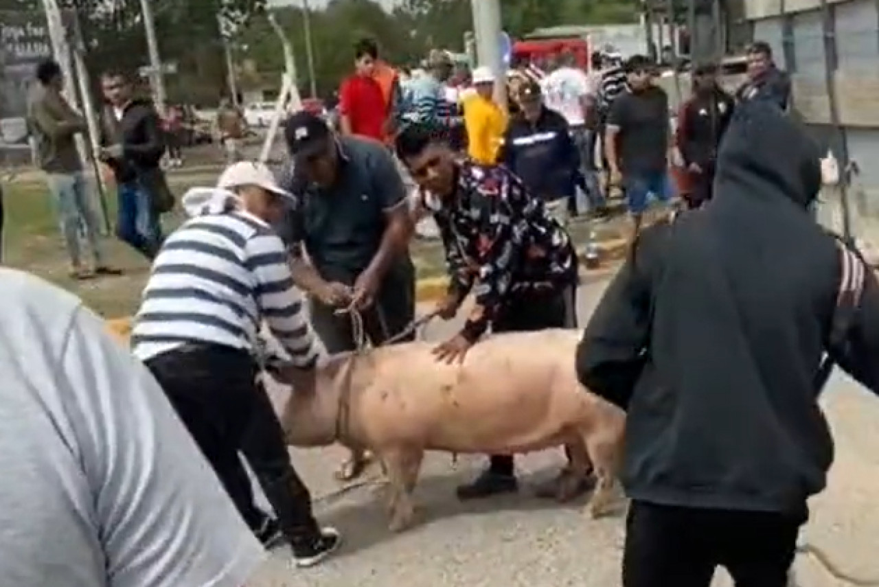 Volcó un camión y los vecinos se llevaron los cerdos. Foto: captura de video.