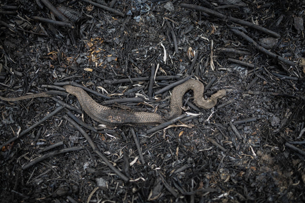 Animales muertos tras los históricos incendios en el Pantanal. Foto: EFE