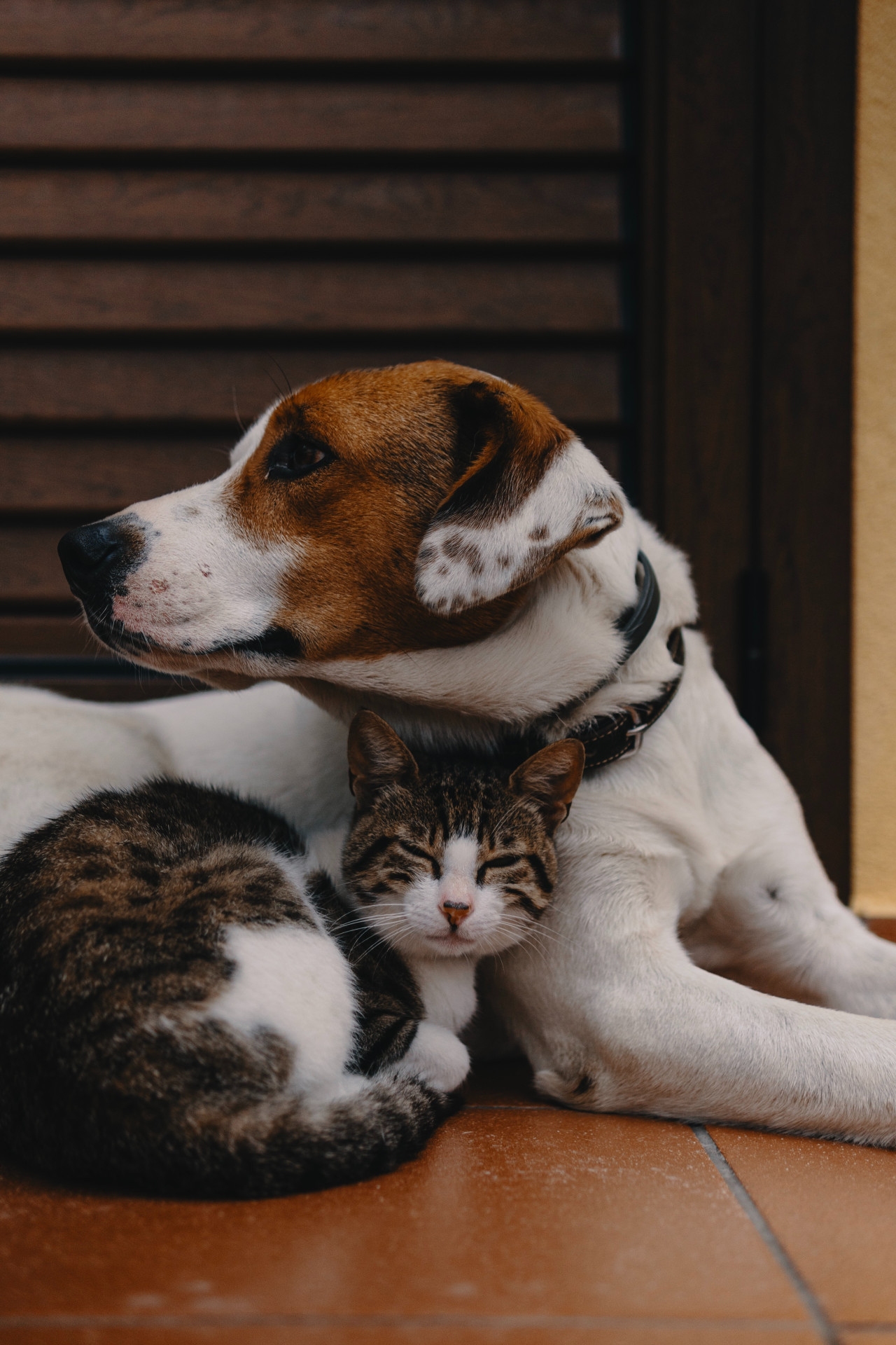 Perro y gato. Foto Unsplash.
