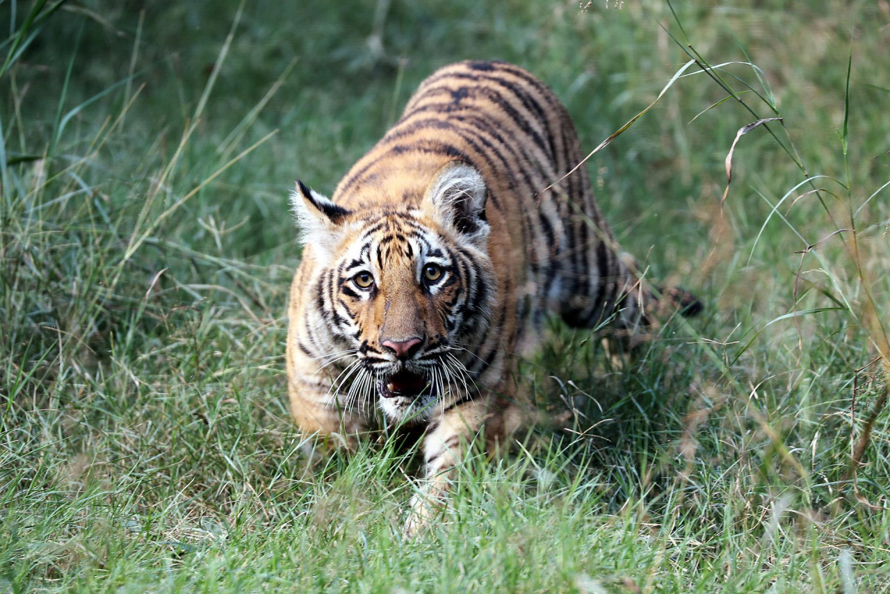 Los primeros 2 tigres de Bengala nacidos en cautiverio. Foto: EFE.