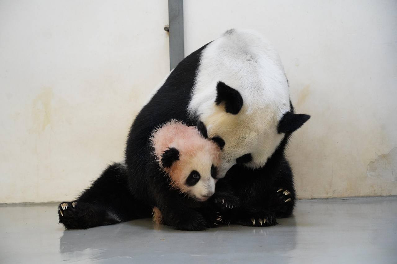 El bebé panda en pleno baño. Foto: Canal de Telegram de Svetlana Akulova @svetlanaakulova1