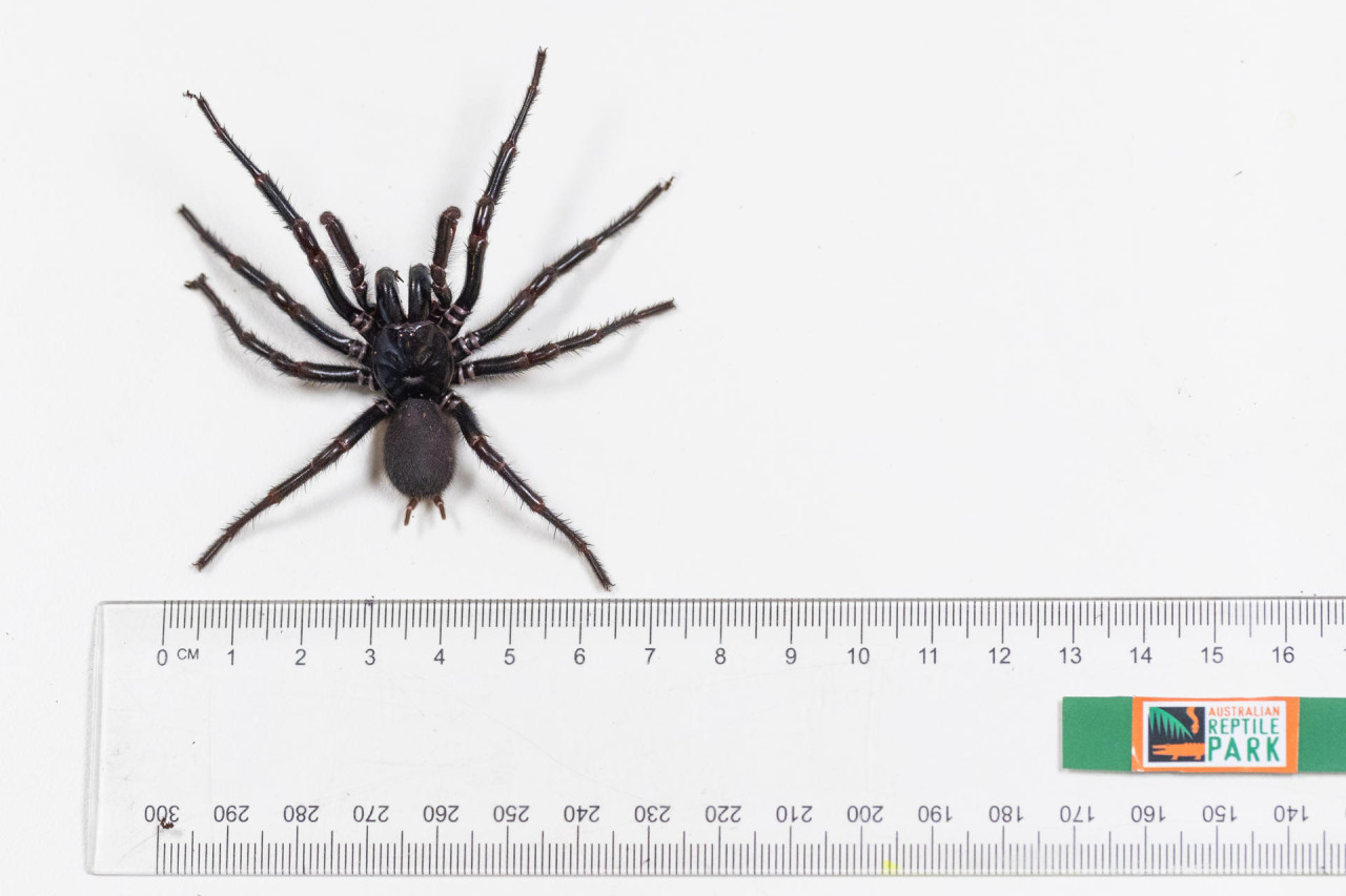 Araña venenosa hallada en Australia. Foto: EFE.