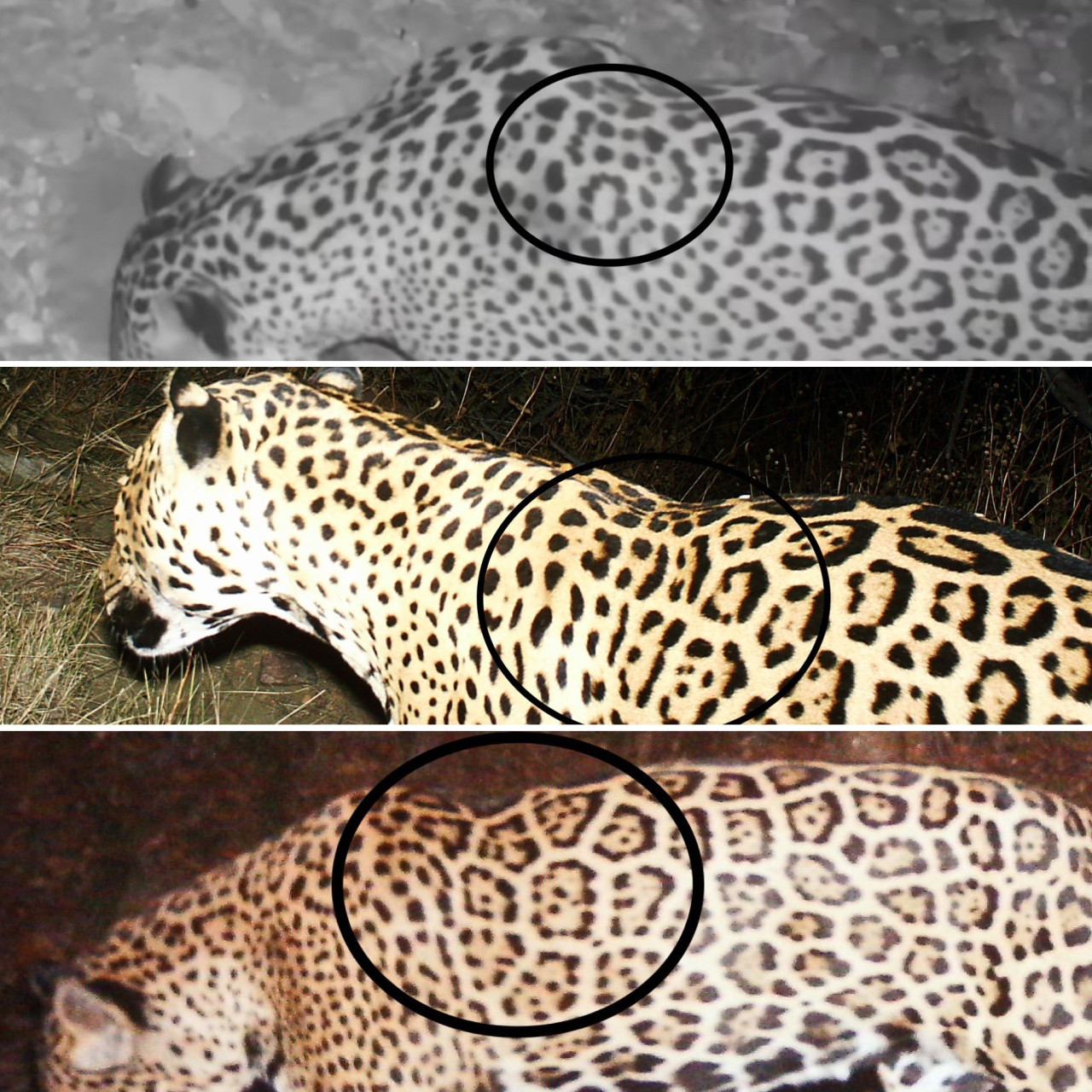 Jaguar de Arizona. Foto: X.