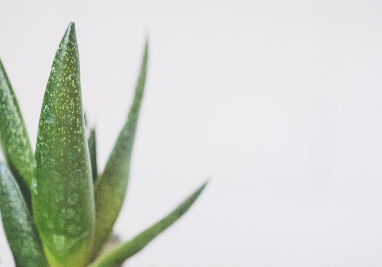 Aloe vera. Foto: Pexels