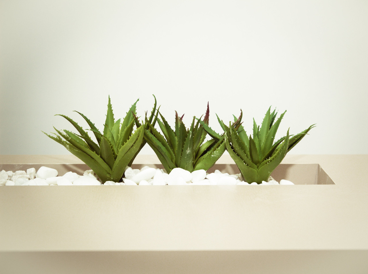 Aloe vera. Foto: Pexels