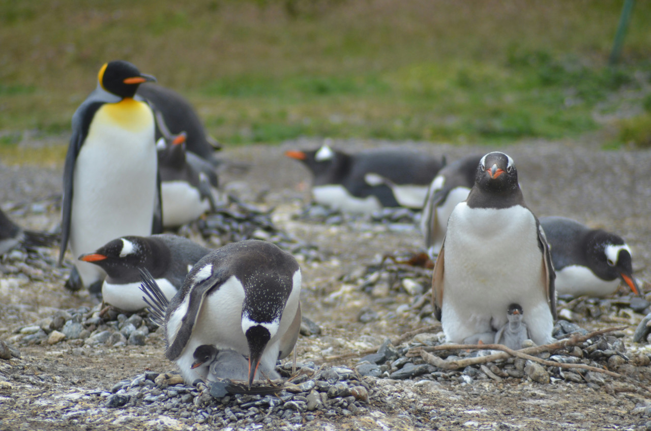 Pingüinos emperador. Foto: Unsplash
