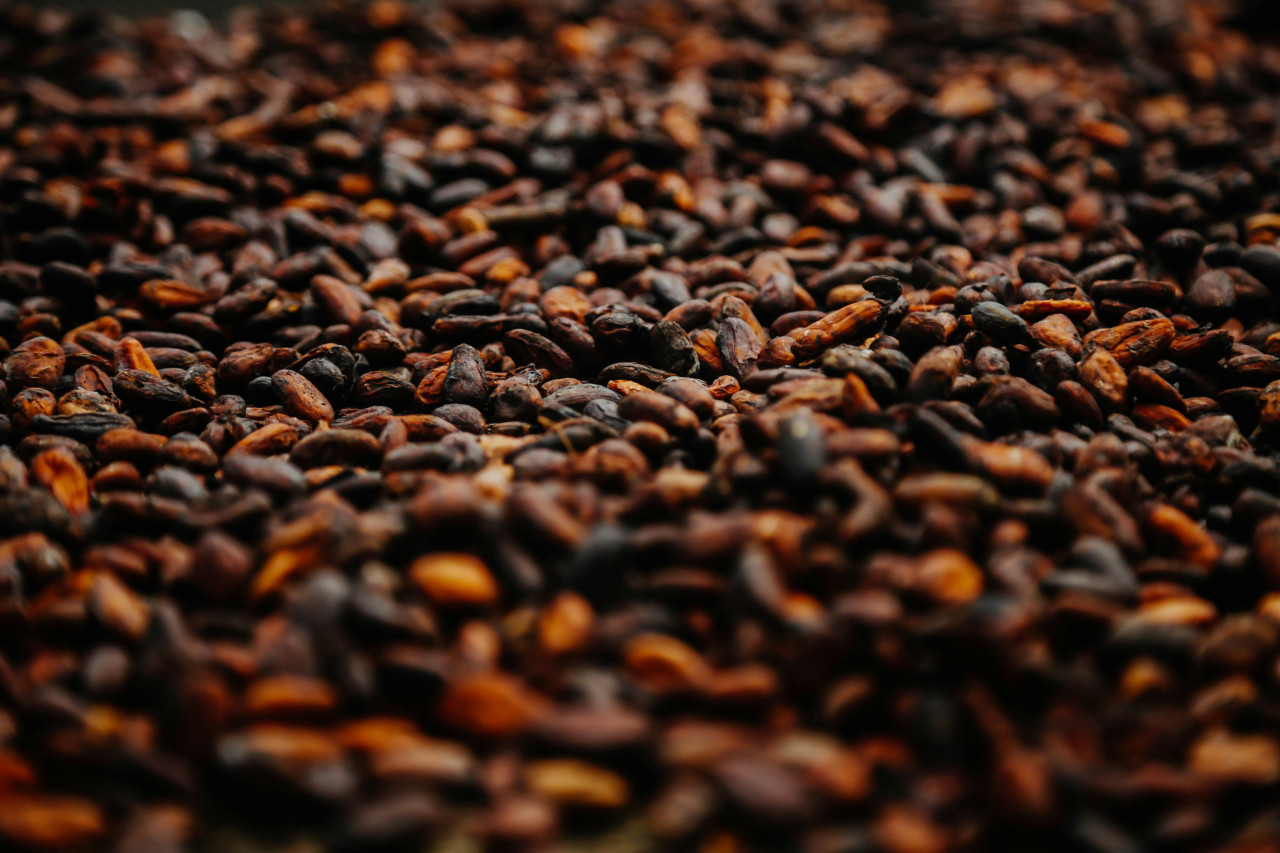 Granos de cacao. Foto: Unsplash