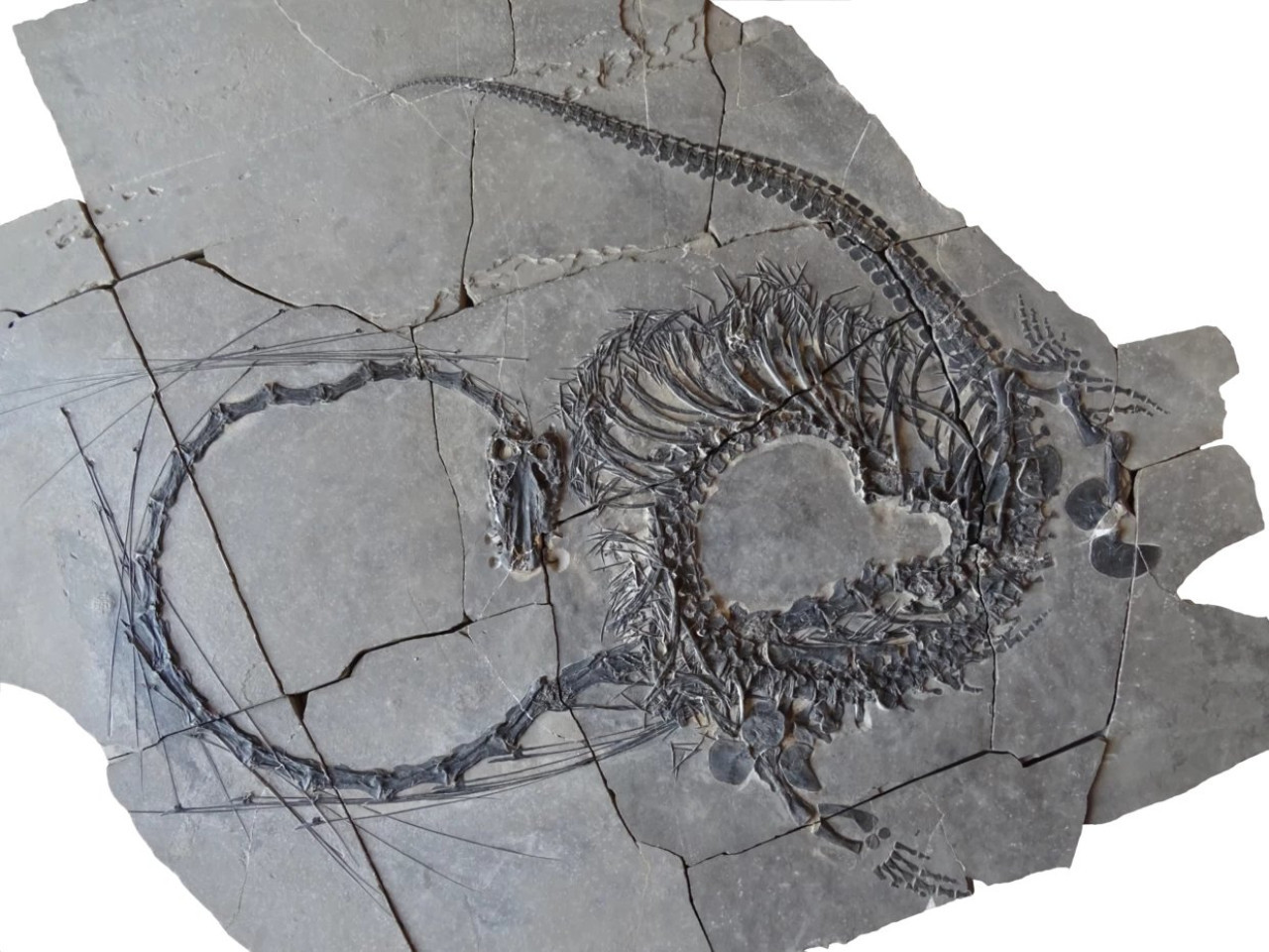 Los fósiles descubiertos. Foto: Museo Natural de Escocia