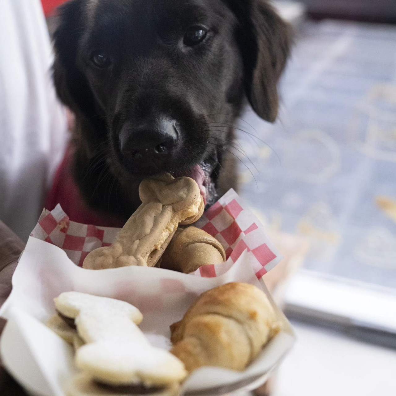 Panadería para perros. Foto: Instagram/chumbis.ok