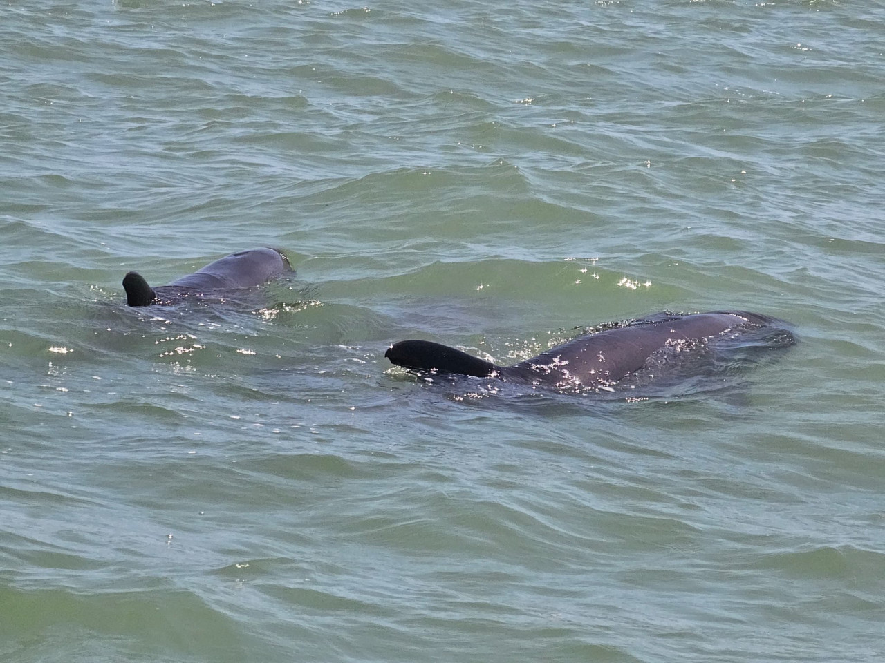 Los delfines rescatados. Foto: X