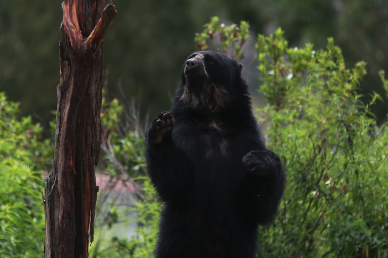 Preocupación por el oso andino en Bolivia. Foto: EFE