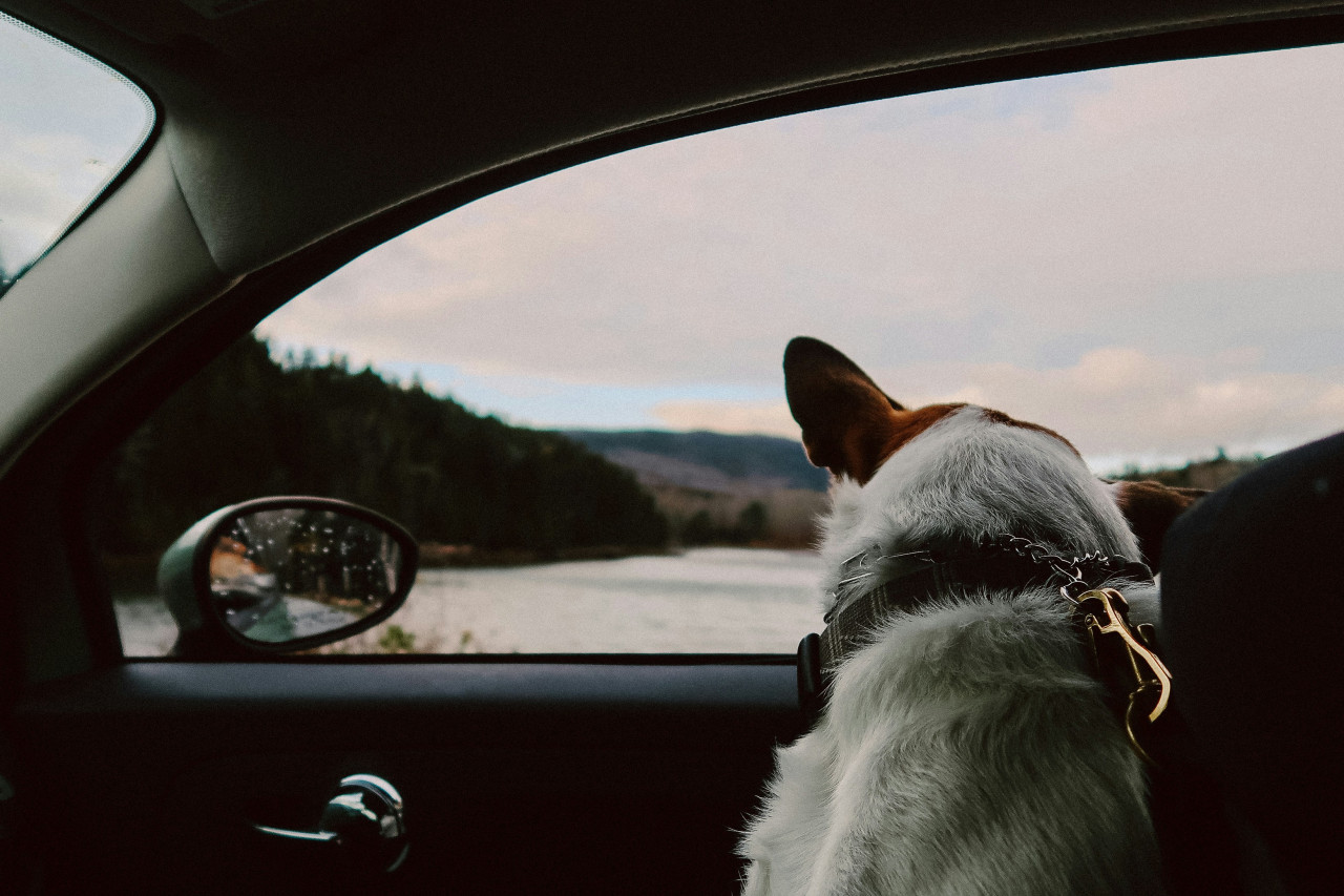 Viajar con mascotas. Foto: Unsplash