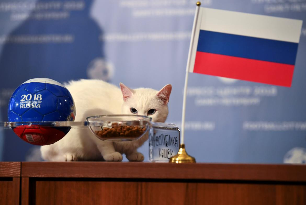 Gato Aquiles, pronosticador Mundial Rusia, Reuters