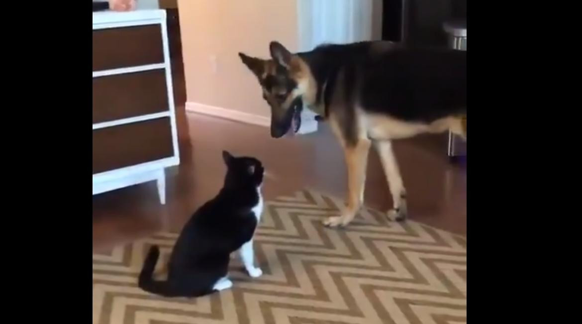 Perro y gato - video viral