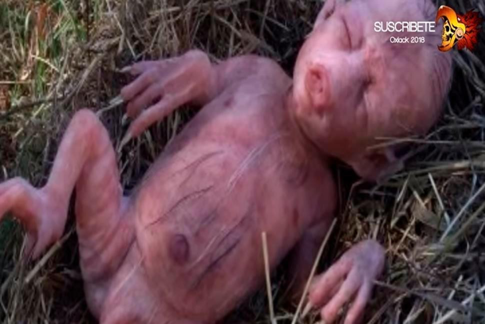 YouTube viral, verdadera historia de la criatura mitad cerdo, mitad humano de África