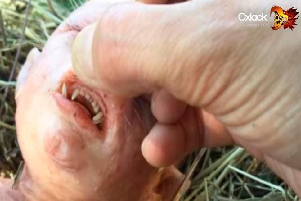 YouTube viral, verdadera historia de la criatura mitad cerdo, mitad humano de África