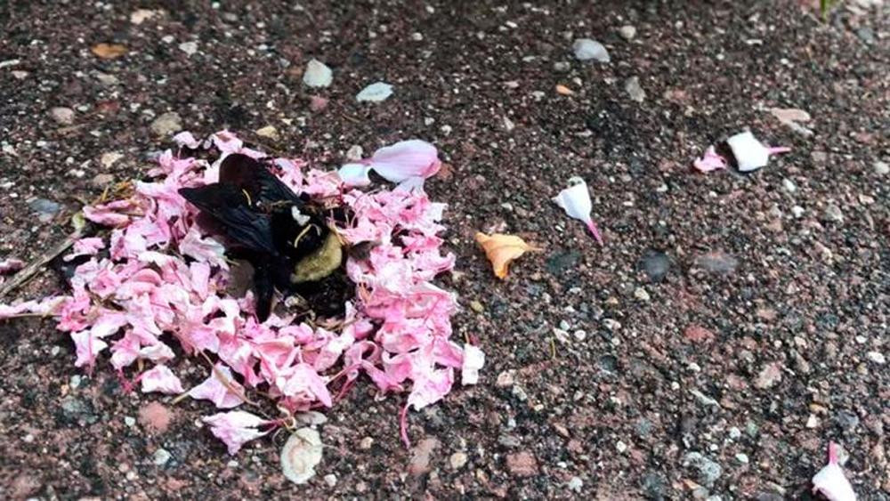 Hormigas hacen el funeral de una abeja reina