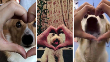 #SnootChallenge, el tierno viral en el que los perros son protagonistas