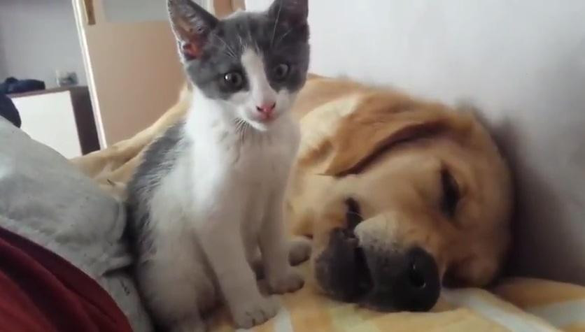 Video viral: tierna pelea entre perro y gato